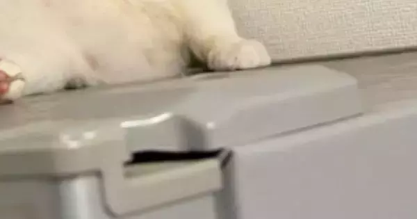 猫がいる場所をこっそり覗いたら…貫禄たっぷりの『まさかの光景』に「本当に猫なのか？ｗ」「人生なんとかなるにゃと言われそう」と26万再生