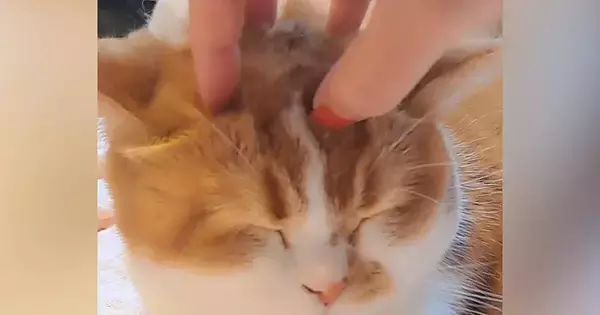 猫の頭をマッサージしていたら…飼い主が『手を離す』と→笑撃の光景に「え～すごい」「新しいヘアスタイルかなｗ」と話題に