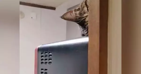 電子レンジの上にいた猫→ゆっくりと顔を出して…あまりにも『独特な動き』に「猫ちゃんだから可愛いｗ」「思わず笑っちゃった」と45万表示