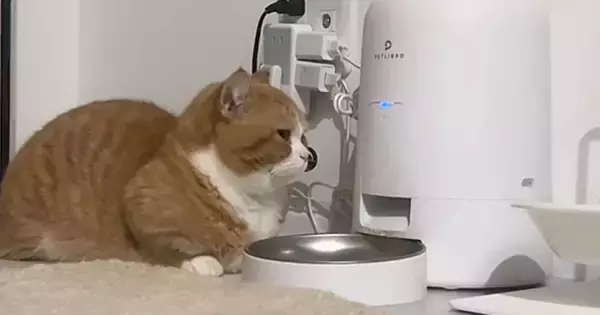 自動給餌器の前でスタンバイしていた猫…ごはんが出てきた瞬間の『まさかの行動』に「可愛くて辛い」「誰も取らないよｗ」と34万再生
