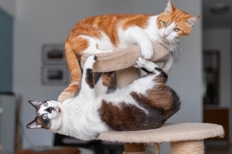 猫がいきなり『ドタバタと暴れだす』ときの理由3つ　異常がある場合も？見逃せないポイントまで解説