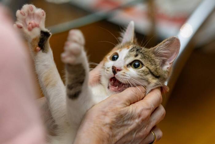 猫がいきなり『ドタバタと暴れだす』ときの理由3つ　異常がある場合も？見逃せないポイントまで解説