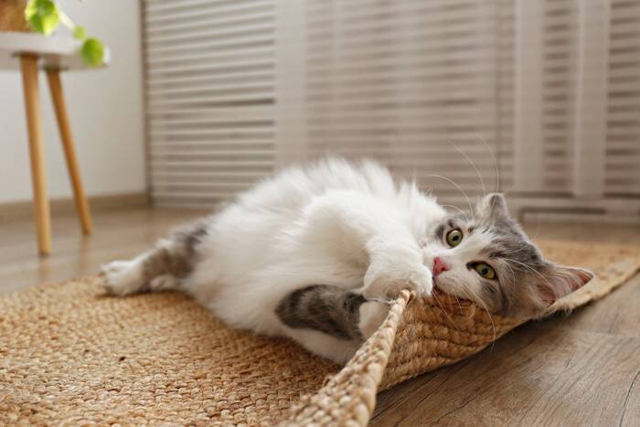 猫がいきなり『ドタバタと暴れだす』ときの理由3つ　異常がある場合も？見逃せないポイントまで解説