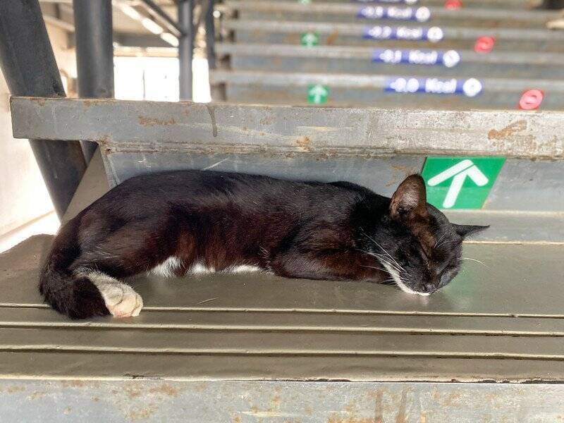 鉄道駅で働いて大人気になり、昨年引退した猫が「虹の橋」を渡る　ネット民からも惜しむ声多数