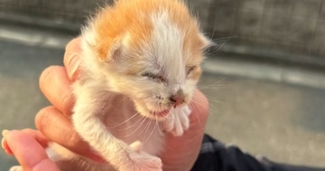 猛暑日に1匹で鳴いていた『生まれて間もない子猫』…保護した日の光景が132万再生「天使を拾ったね」「可愛すぎて声出た」現在の様子も