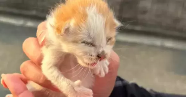 猛暑日に1匹で鳴いていた『生まれて間もない子猫』…保護した日の光景が132万再生「天使を拾ったね」「可愛すぎて声出た」現在の様子も