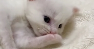 ミルクを飲み終えた子猫の『毛づくろいタイム』を撮っていたら…『可愛すぎる展開』に癒される人が続出「疲れた体に染みる」「キュンときた」