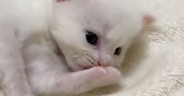 ミルクを飲み終えた子猫の『毛づくろいタイム』を撮っていたら…『可愛すぎる展開』に癒される人が続出「疲れた体に染みる」「キュンときた」