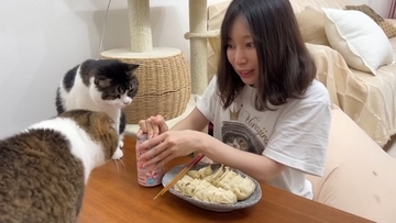 酔ったママに絶望する親子猫！