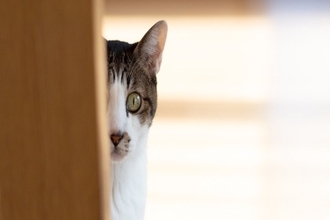 『人間不信な猫』に絶対やってはいけないNG行為3つ　控えるべき理由から適切な接し方まで