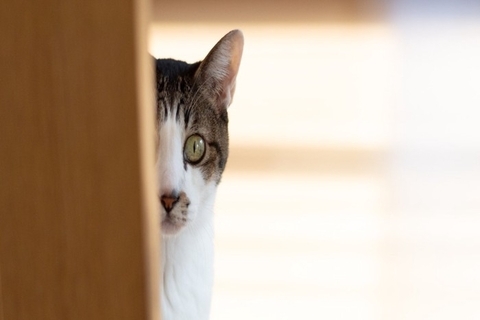 『人間不信な猫』に絶対やってはいけないNG行為3つ　控えるべき理由から適切な接し方まで