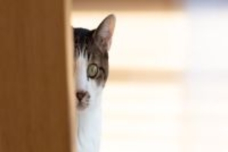 『人間不信な猫』に絶対やってはいけないNG行為3つ　控えるべき理由から適切な接し方まで