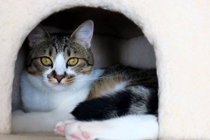 『人間不信な猫』に絶対やってはいけないNG行為3つ　控えるべき理由から適切な接し方まで