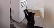温風があたる場所で『黒猫が何かしている』と思ったら…たまらなく可愛い『まさかの行動』に６万いいね「なんて尊い」「けしからん」と話題