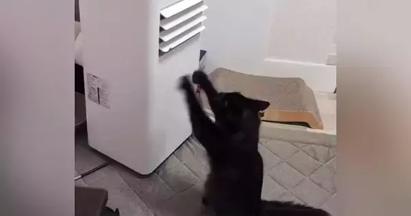 温風があたる場所で『黒猫が何かしている』と思ったら…たまらなく可愛い『まさかの行動』に６万いいね「なんて尊い」「けしからん」と話題