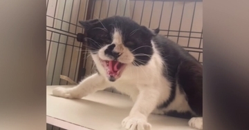 威嚇ばかりしていた『保護猫』→里親さんと出会った結果…まるで別猫のような『現在の様子』に「感涙で前が見えない」「全私が泣いた」の声