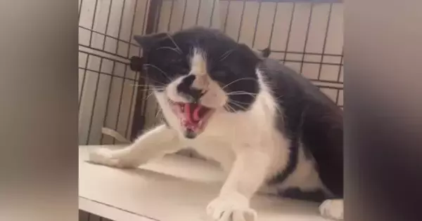 威嚇ばかりしていた『保護猫』→里親さんと出会った結果…まるで別猫のような『現在の様子』に「感涙で前が見えない」「全私が泣いた」の声