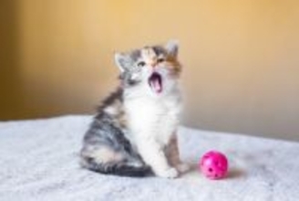 猫が『おもちゃで遊ばない』ときの原因3つ　興味を示さない理由や試したい工夫もご紹介