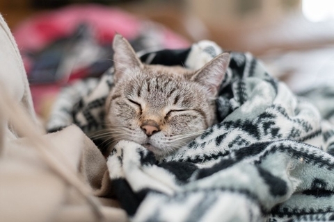 猫の体が『震えている』ときの原因4つ　病気の可能性から取るべき対応まで解説