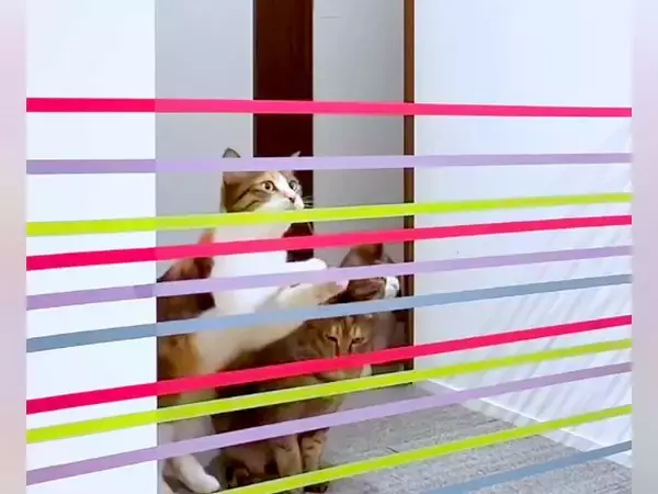 ７匹の猫の『ジャンプ力』を検証→テープを張ってみた結果…"想像以上の展開"に爆笑の声「楽しすぎるｗ」「個性が出てるねｗ」と48万再生