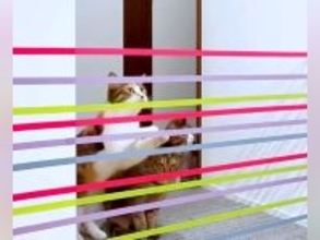 ７匹の猫の『ジャンプ力』を検証→テープを張ってみた結果…"想像以上の展開"に爆笑の声「楽しすぎるｗ」「個性が出てるねｗ」と48万再生