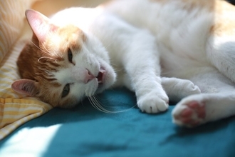 猫に現れたら『すぐ受診すべき危険な症状』6選　命に関わるケースも？放置すると危険なサインとは