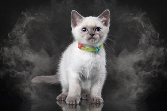 猫と暮らすなら『タバコ』を吸うべきではない理由3選　危険なトラブルの可能性から及ぼす悪影響まで