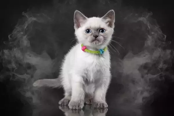 猫と暮らすなら『タバコ』を吸うべきではない理由3選　危険なトラブルの可能性から及ぼす悪影響まで