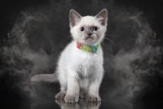 猫と暮らすなら『タバコ』を吸うべきではない理由3選　危険なトラブルの可能性から及ぼす悪影響まで