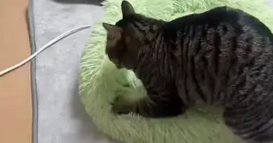 ふみふみとベッドを踏み続ける猫を『タイムラプス』で撮影した結果…可愛すぎて笑ってしまう光景が1500万表示「すごい丁寧」「職人技だｗ」