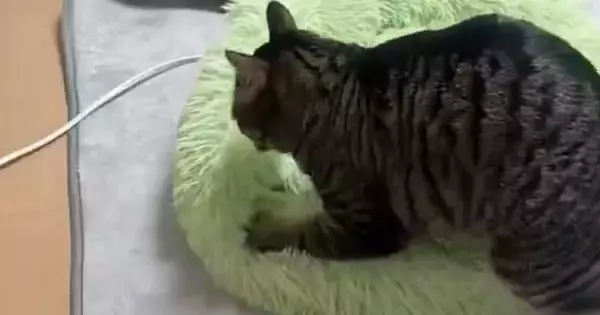 ふみふみとベッドを踏み続ける猫を『タイムラプス』で撮影した結果…可愛すぎて笑ってしまう光景が1500万表示「すごい丁寧」「職人技だｗ」