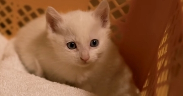 寒い朝、『玄関でうずくまっている子猫』を発見……保護された様子に涙が出ると122万再生「幸せをありがとう」「家族になれて良かった」