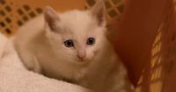 寒い朝、『玄関でうずくまっている子猫』を発見……保護された様子に涙が出ると122万再生「幸せをありがとう」「家族になれて良かった」