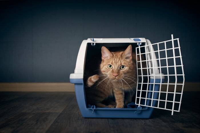 猫の『里親』になるための審査が厳しい理由3つ　必要となる条件や心得まで