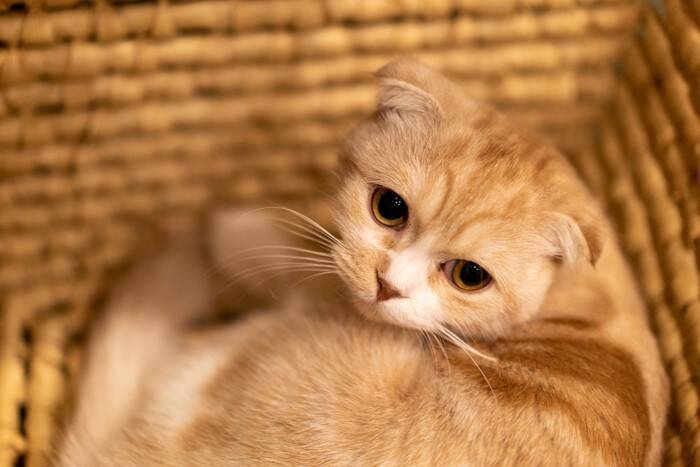 猫の『里親』になるための審査が厳しい理由3つ　必要となる条件や心得まで