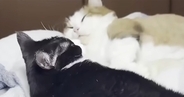 仲良くいっしょに寝ていた猫夫婦→2匹の『おてて』を見ると…とんでもなく尊い光景に「ひえぇ～～幸せ」「涙が出てくる」と悶絶する人が続出