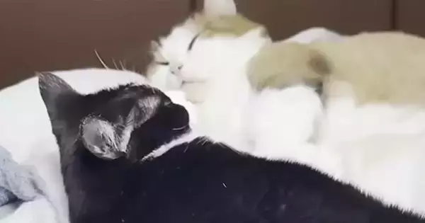 仲良くいっしょに寝ていた猫夫婦→2匹の『おてて』を見ると…とんでもなく尊い光景に「ひえぇ～～幸せ」「涙が出てくる」と悶絶する人が続出