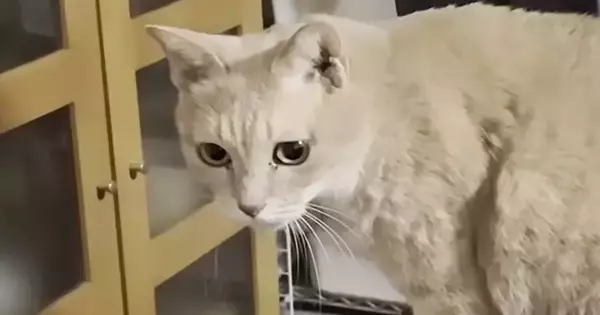 息子の部屋で『帰りを待っていた猫』…帰宅した直後に見せた『可愛すぎる行動』に反響「永遠に一緒にいてほしい」「健気だなぁ」