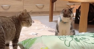 リビングに布団を敷いて仮眠…のはずが、猫たちが集まってきて…『とんでもない状況』に「凄いことになるね」「おもしろいｗ」と反響