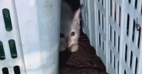 ドブに落ちてしまった子猫を保護→お風呂に入れると『灰色の毛』が…感動の"大変身"が19万再生「キュンが止まらん」「助けてもらえて良かった」