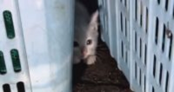 ドブに落ちてしまった子猫を保護→お風呂に入れると『灰色の毛』が…感動の"大変身"が19万再生「キュンが止まらん」「助けてもらえて良かった」