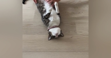 床に寝転がっていた猫の『姿勢』を正してみたら…想像を超えてくる『爆笑の展開』が74万再生「廊下に立たされている感ｗ」「コーヒー吹いたｗ」