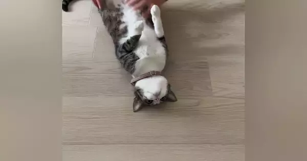 床に寝転がっていた猫の『姿勢』を正してみたら…想像を超えてくる『爆笑の展開』が74万再生「廊下に立たされている感ｗ」「コーヒー吹いたｗ」