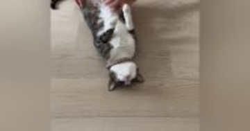 床に寝転がっていた猫の『姿勢』を正してみたら…想像を超えてくる『爆笑の展開』が74万再生「廊下に立たされている感ｗ」「コーヒー吹いたｗ」