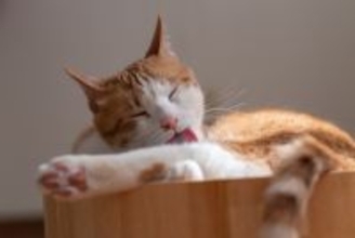 猫が『撫でられた場所をすぐに舐める』ときの理由5つ　嫌だったの？行動に隠された意味とは