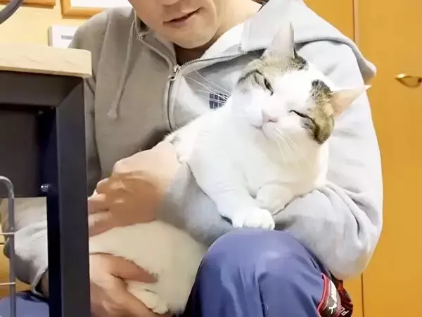 膝の上で抱っこされる猫→リラックスしていると思ったら…愛おしい『寝落ち寸前の光景』に反響「あふれんばかりの可愛さ」「でっかい赤ちゃん」