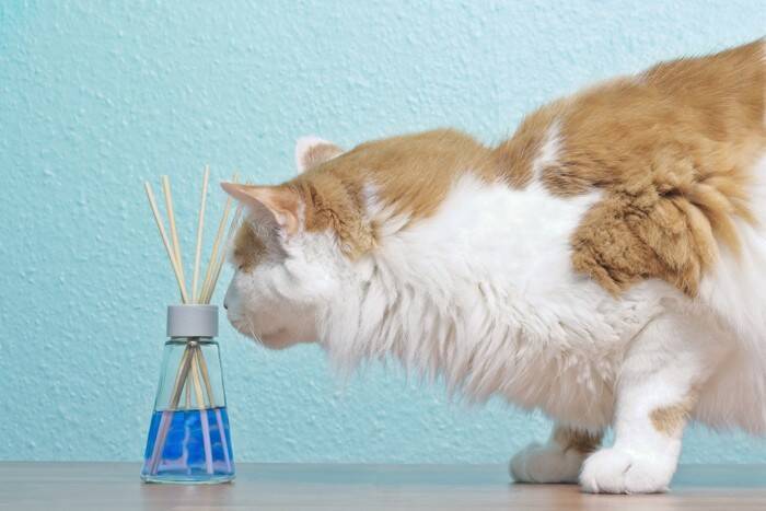 猫の命を脅かす『危険なハーブ』3つ　香りだけでも危ない？飼い主が注意すべきこと