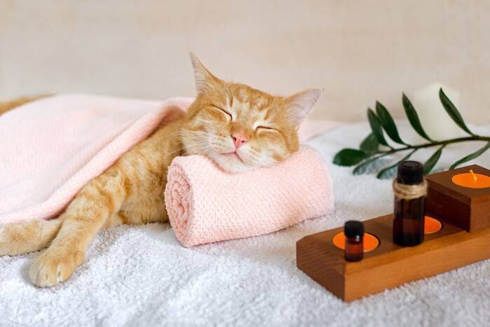 猫の命を脅かす『危険なハーブ』3つ　香りだけでも危ない？飼い主が注意すべきこと