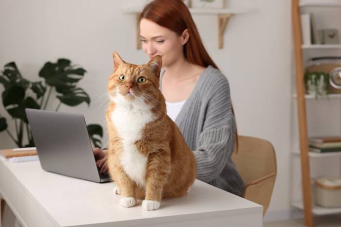 猫の『座っている場所』で気持ちがわかる？5つの位置で異なる意味や接し方のポイントを解説