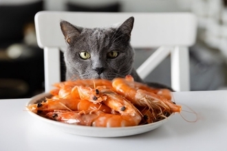 猫が絶対に食べてはいけない『危ない魚介類』3選　起こりうる健康トラブルや注意が必要な理由を解説